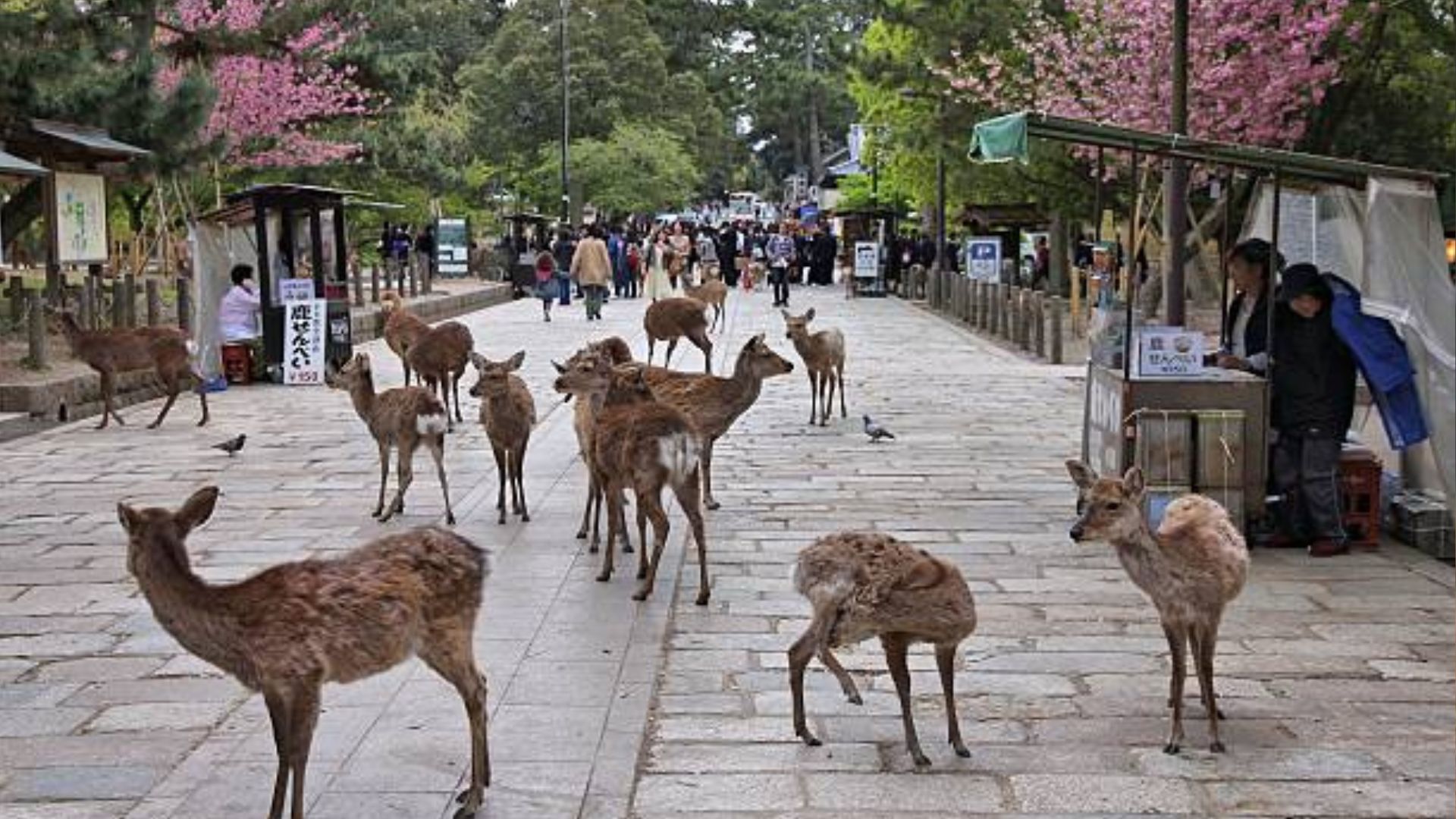 Parque de Nara, o famoso parque dos veados do Japão
