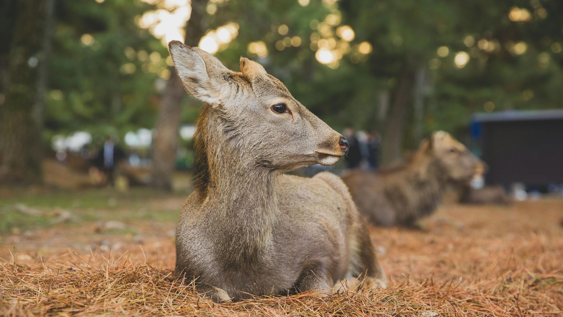 Os famosos veados do Parque de Nara no Japão